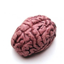 Cerebro humano ensangrentado