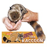 Robbie the Magic Trick Raccoon - Spring Animal - Includes Instructional DVD