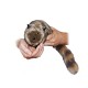 Robbie the Magic Trick Raccoon - Spring Animal - Includes Instructional DVD